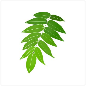 Decorative fern leaf using texture.Image on a white background.