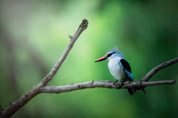 Fototapeta premium Kingfisher bird in green background