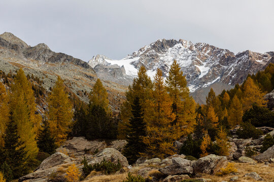 Autumn Trees And Mountains At Rhaetian Alps, Italy