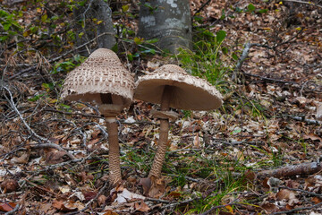 Funghi Macrolepiota procera nella faggeta in Autunno,primo piano