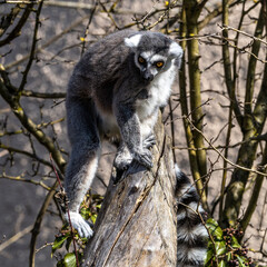 The ring-tailed lemur,Lemur catta with white ringed tail is the most known lemur
