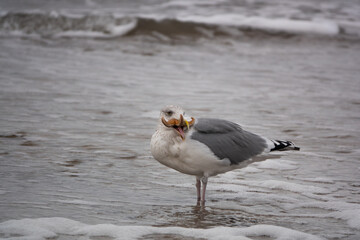 Möwe mit erbeutetem Seestern im Schnabel