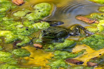 Common frog, Rana temporaria, single reptile croaking in water
