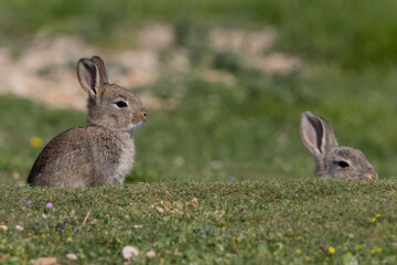 European rabbit, Common rabbit, Oryctolagus cuniculus sitting on a meadow at Munich
