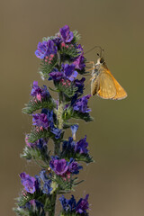 Lulworth skipper, Thymelicus acteon foraging on a flower at a meadow at Munich, Germany
