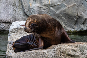 Fototapeta premium The South American sea lion, Otaria flavescens in the zoo