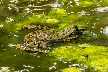 Common frog, Rana temporaria, single reptile croaking in water
