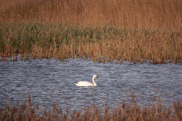 Höckerschwan in einem See