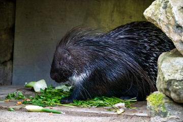 Indian crested Porcupine, Hystrix indica in a german zoo