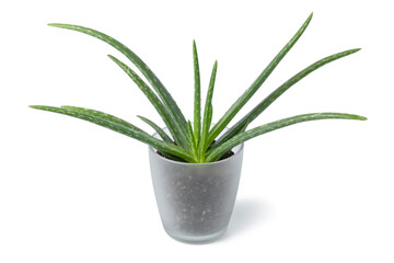 Aloe vera plant in a glass pot isolated on white background