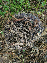 the hedgehog curled up into a ball and put on dry leaves and branches