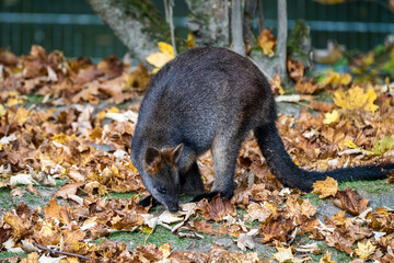 Swamp Wallaby, Wallabia bicolor, is one of the smaller kangaroos