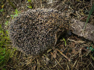 close-up portrait of a gray hedgehog