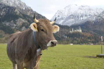Fototapeta na wymiar Vaca marrón en prado verde