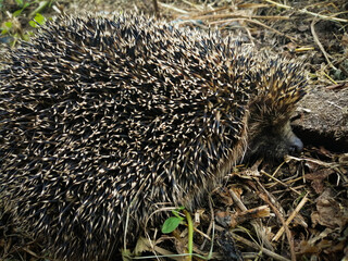 close-up portrait of a gray hedgehog