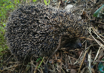 close-up portrait of a gray hedgehog