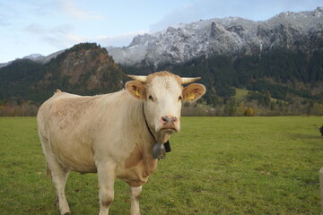 Fototapeta na wymiar Vaca blanca en prado verde
