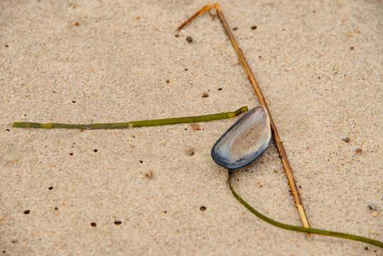 Strandgut sammeln auf einem Spaziergang auf nassem Sand