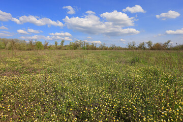 wild flowers on spring meadow