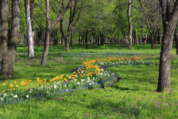 nice tulips flowers in park