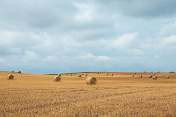 Obraz premium bales of dry straw in the field after harvest