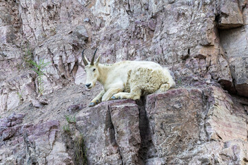 Mountain goat on a cliff in Glacier National Park in Montana