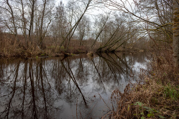 nice symmetrical reflection of bare alder trees in calm river water