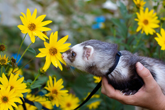 Home Ferret Outside With Dendelion Flower