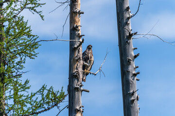 Golden eagle perched in a tree in the North Fork region of Glacier National Park near Polebridge, MT