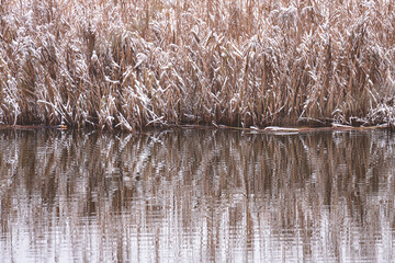 snow covered river bank grass reflects in calm waveless river water. Beautiful winter background