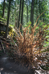 Landscape view of tree root bulb and forest while hiking Trail of the Cedars in Glacier National...