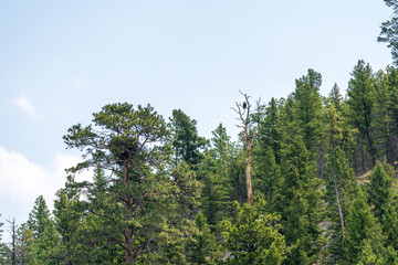A bald eagle nest in the treetops in Montana