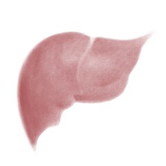 Human Liver Anatomy Illustration - Medical Diagram of Liver, Hepatic System, and Health Conditions