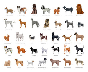 Collection of dogs of various breeds in a detailed style. Realistic illustrations. - obrazy, fototapety, plakaty
