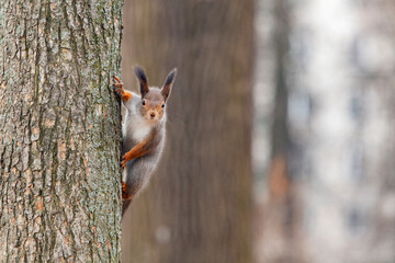 A red squirrel In the forests near Moscow.
