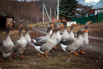 Geese walk in the village of Nizhnee Vilyamovo.

