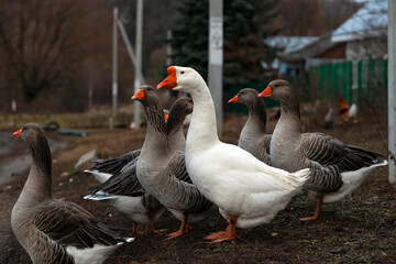 Geese walk in the village of Nizhnee Vilyamovo.
