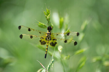 dragonfly relaxin'