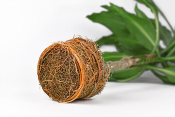 Very Very rootbound root ball of houseplant with orange color from fertilizer on white background