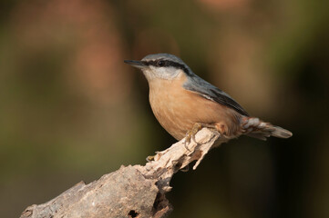 The nuthatch stands on a tree bathed in the sun with a beautiful blurred background of autumn colors