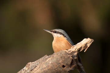 The nuthatch stands on a tree bathed in the sun with a beautiful blurred background of autumn colors. 