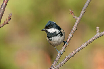 Obraz premium A beautiful little tit, coal tit in the november sun with a fantastic background.