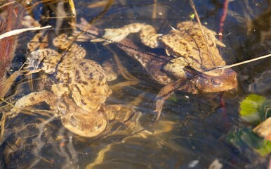 Common or European toad brown colored, Mating toads