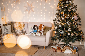 Two spaniels, surrounded by New Year's decorations and gifts, are playing and enjoying Christmas and New Year.