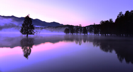 film like scenary trees floating on the water with its own reflection