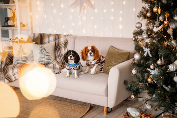 Two spaniels, surrounded by New Year's decorations and gifts, are playing and enjoying Christmas and New Year.