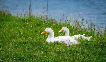 Pekin Duck mates sitting in grass in meadow in wildlife sanctuary in Rome Georgia.