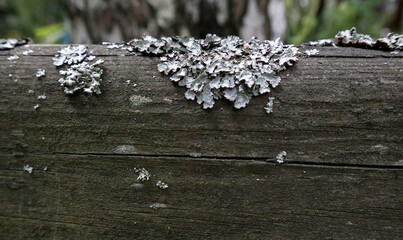 Leafy foliose lichen on the old wood. Vintage nature pattern with moss pollution. Beautiful close-up gray freakishly leafy texture.