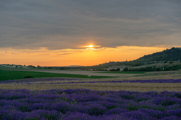 Fototapeta na wymiar a lavender field at sunset