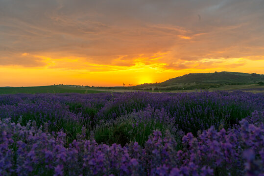 a lavender field at sunset © Mariyka LnT